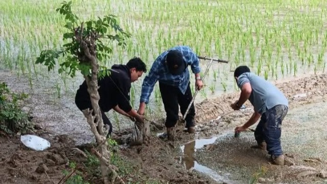 2.000 Hektare Sawah di Aceh Barat Berlumpur Akibat Banjir, Pemkab Ambil Sampel Tanah ke Laboratorium